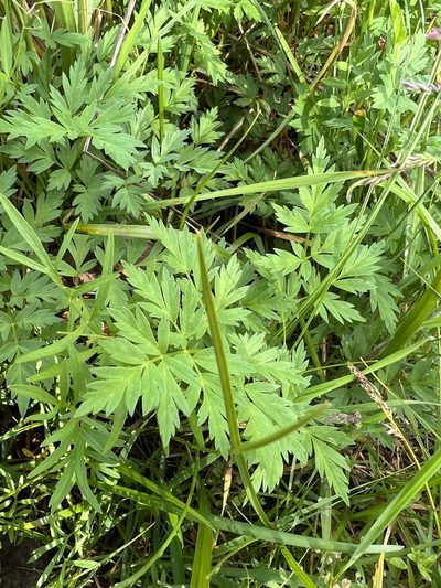 Cnidium silaifolium, photographed by Cameron Christopher Dunn