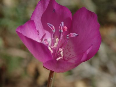 Clarkia lewisii, photographed by Henrik Kibak