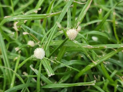 Cyperus mindorensis, photographed by Tyler Bishop