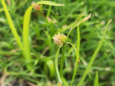 Cyperus brevifolius, photographed by Tyler Bishop