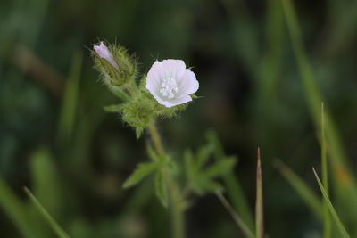 Malva setigera, photographed by Liubov Ilminska
