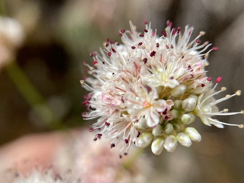 Eriogonum nudum, photographed by Dutza K.