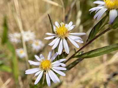 Symphyotrichum chilense, photographed by Dutza K.