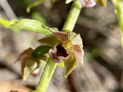 Epipactis helleborine, photographed by Dutza K.