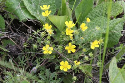 Potentilla patula, photographed by Liubov Ilminska