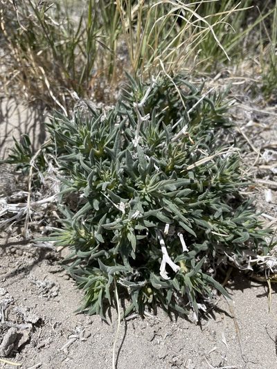 Mentzelia torreyi, photographed by Matt Berger