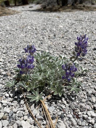 Lupinus duranii, photographed by Matt Berger
