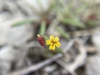 Erythranthe suksdorfii, photographed by Matt Berger