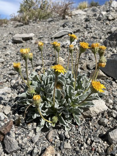 Hulsea vestita, photographed by Matt Berger