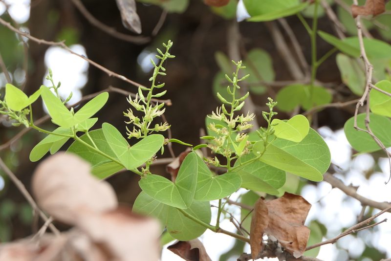 Bauhinia racemosa, photographed by Dinesh Valke