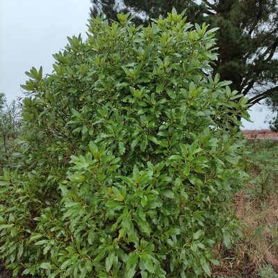 Myoporum laetum, photographed by Jenny Saito