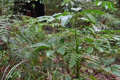 Heptapleurum actinophyllum, photographed by Thomas Mesaglio