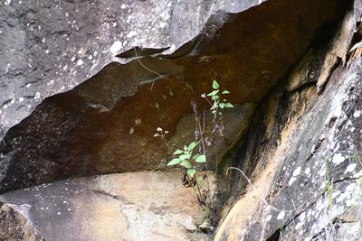 Ageratina adenophora, photographed by Thomas Mesaglio
