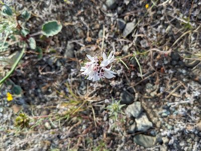 Calycadenia multiglandulosa, photographed by mgentile