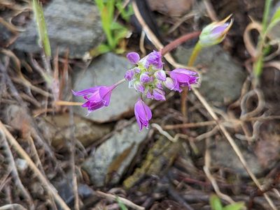Allium acuminatum, photographed by John A Haskins