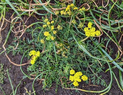 Lomatium utriculatum, photographed by John A Haskins