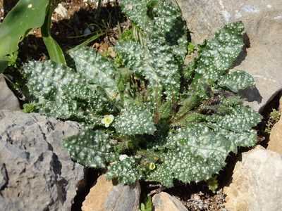 Anchusa aegyptiaca, photographed by Grzegorz Grzejszczak