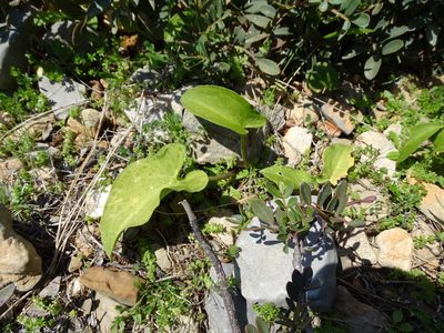 Arisarum vulgare, photographed by Grzegorz Grzejszczak