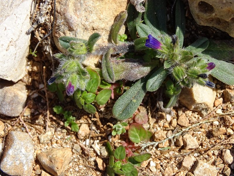 Echium arenarium, photographed by Grzegorz Grzejszczak