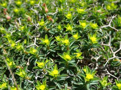 Euphorbia acanthothamnos, photographed by Grzegorz Grzejszczak