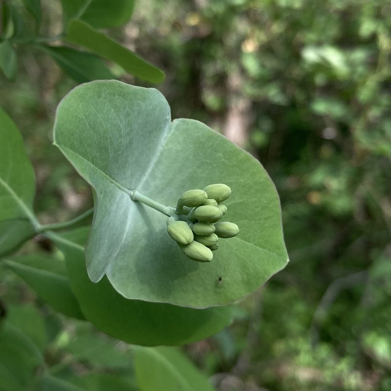 Lonicera reticulata, photographed by Christopher Zacharias