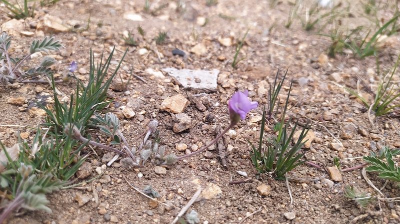 Gueldenstaedtia verna, photographed by Ochirnima Nimaev