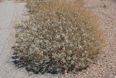 Encelia farinosa, photographed by Robert Webster