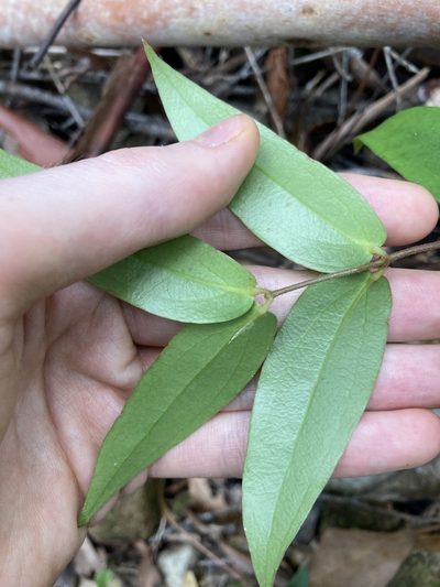 Ripogonum fawcettianum, photographed by Thomas Mesaglio