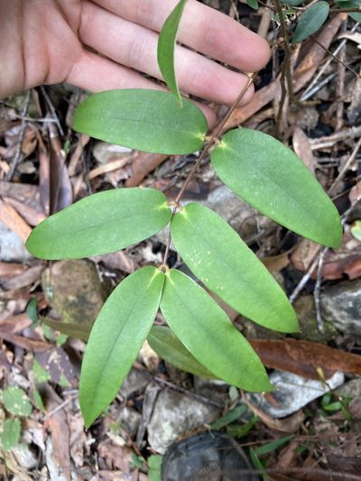 Ripogonum fawcettianum, photographed by Thomas Mesaglio