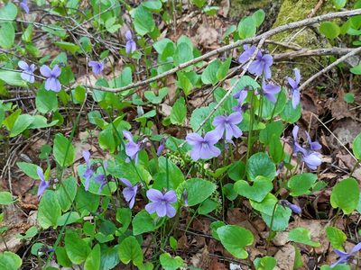 Viola uliginosa, photographed by Игорь Васильев