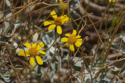 Encelia farinosa, photographed by Robert Webster