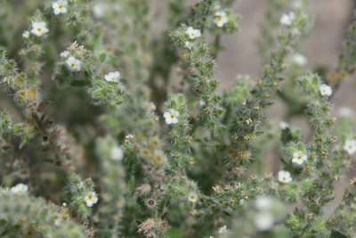 Johnstonella angustifolia