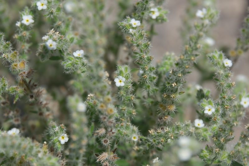 Johnstonella angustifolia, photographed by Robert Webster