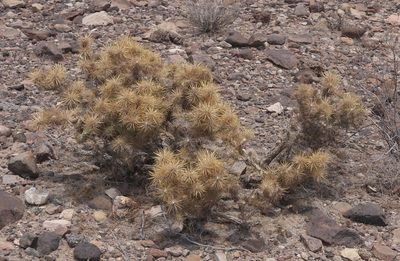 Cylindropuntia echinocarpa, photographed by Robert Webster