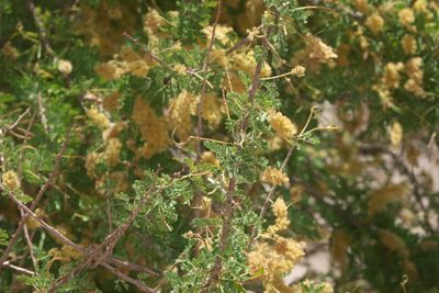 Senegalia greggii, photographed by Robert Webster