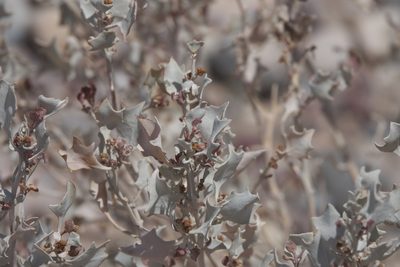 Atriplex hymenelytra