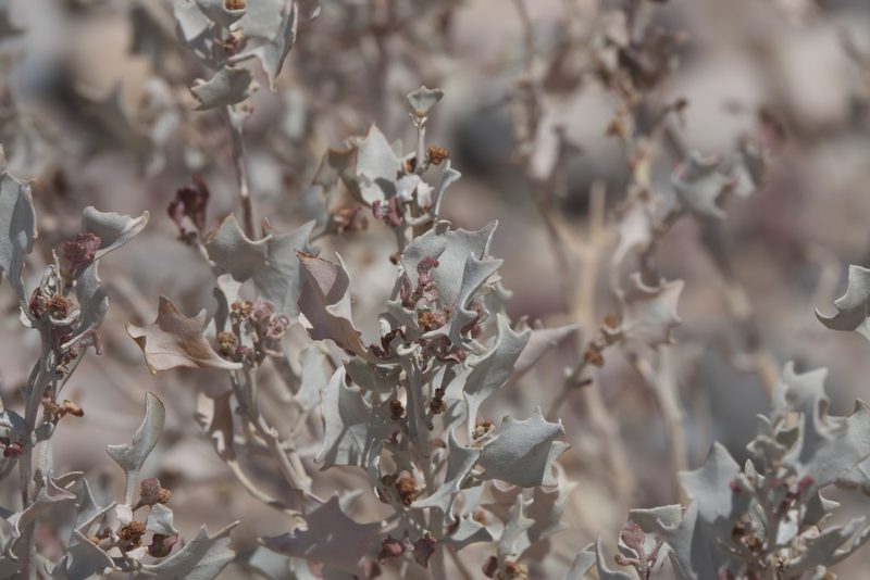 Atriplex hymenelytra, photographed by Robert Webster