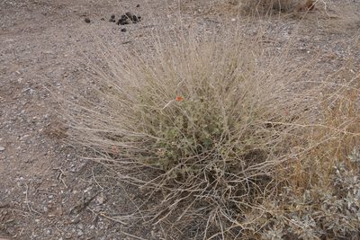 Sphaeralcea ambigua, photographed by Robert Webster