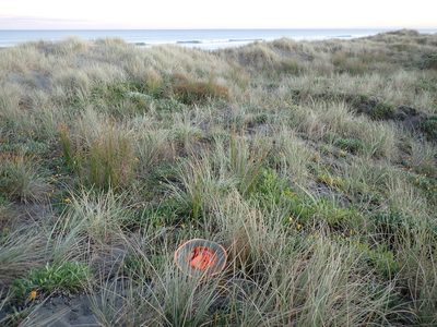 Carex testacea, photographed by Arnim Littek