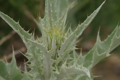 Cirsium mohavense, photographed by Robert Webster