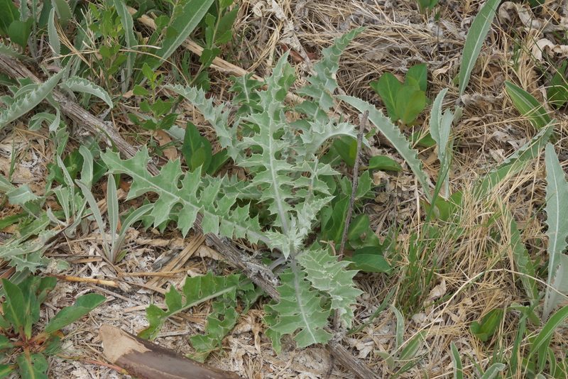 Cirsium mohavense, photographed by Robert Webster