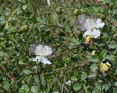 Capparis spinosa, photographed by TOUROULT Julien