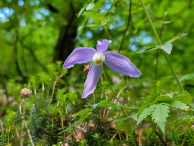 Clematis alpina, photographed by Elias