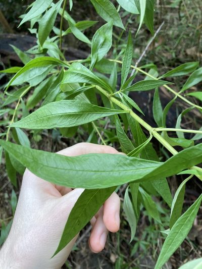 Logania albiflora, photographed by Thomas Mesaglio