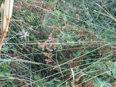 Rumex sagittatus, photographed by Arnim Littek