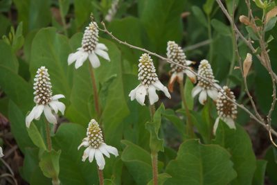 Anemopsis californica