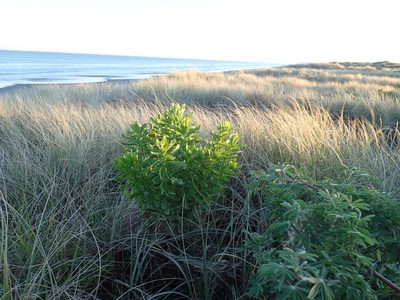 Senecio glastifolius, photographed by Arnim Littek