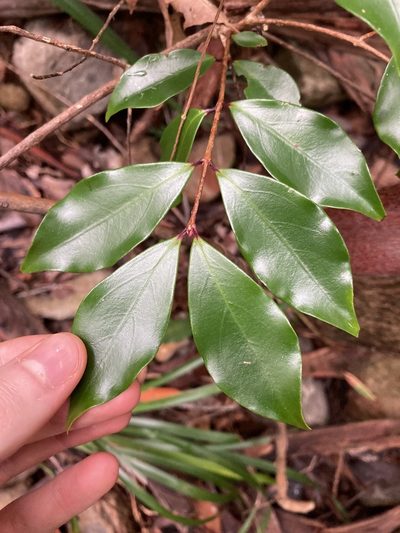 Archirhodomyrtus beckleri, photographed by Thomas Mesaglio