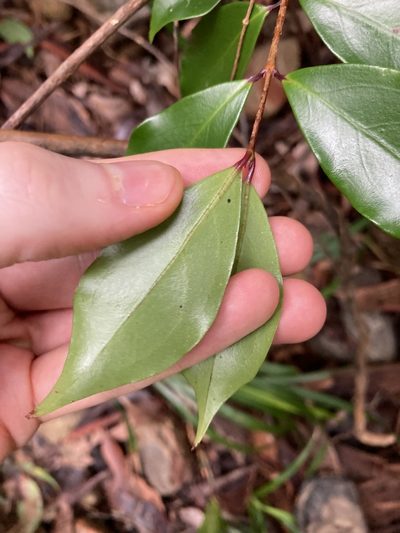 Archirhodomyrtus beckleri, photographed by Thomas Mesaglio