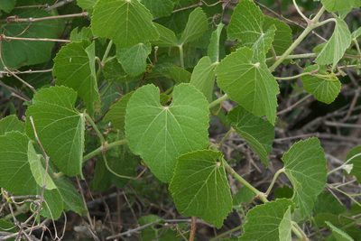 Vitis arizonica, photographed by Robert Webster